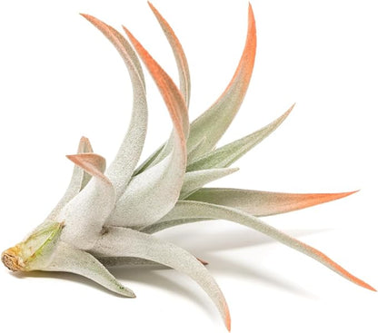 Coral Colorful Tillandsia Air Plants - Long Lasting Color Enhanced Live Tillandsia Succulent House Plants - Home and Garden Decor - Easy Care Indoor/Outdoor Plants (Harrisii, Single)