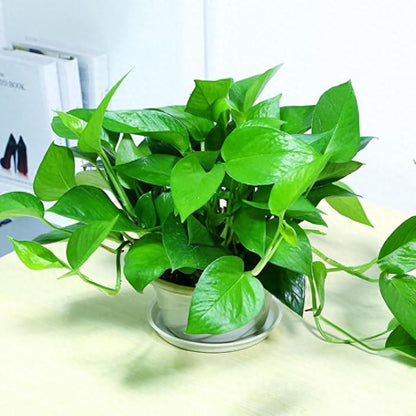 Live Pothos Plant, Pothos Live Plant from 5 to 7 Inc Tall, Houseplant Plant Gardening, 4 Inc Pot (Green)
