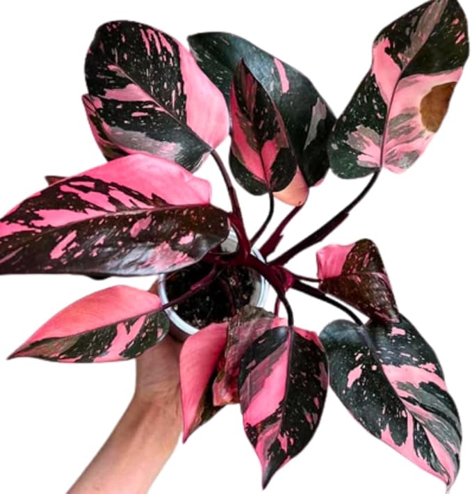 Variegated Philodendron Live Plant 4-8 Inches, Rare Indoor Houseplants for Container Growing (Pink Variegated Philodendron)