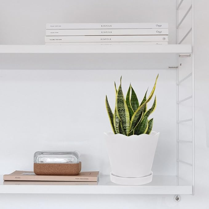 CHIVE ‘Tika’ Ceramic Planter Pot — Large 8" Succulent Pots for Indoor & Outdoor House Plants — Cute, Beautiful Modern Farmhouse Kitchen Decor — White