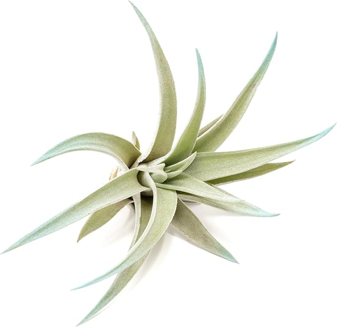 Light Blue Colorful Tillandsia Air Plants -Long Lasting Color Enhanced Live Tillandsia Succulent House Plants - Home and Garden Decor -Easy Care Indoor/Outdoor Plants (Harrisii, Single)