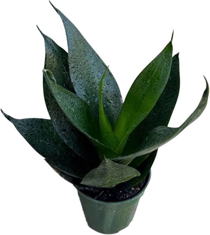 PLANTVERS Sansevieria Emerald Star in 4" Grow Pot – Live Snake Plant – Easy Care Succulent – Air Purifying Indoor Plant – Low Maintenance Houseplant