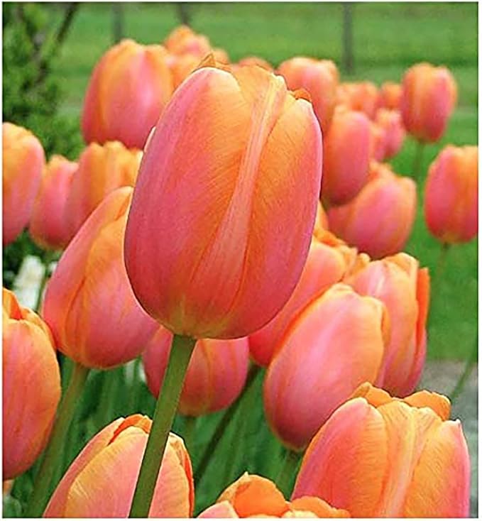 5 Dordogne Tulip Bulbs – Vibrant Purple & Yellow Blooms – Perfect for Cut Flowers & Spring Gardens – Hardy & Easy to Grow Perennial Tulips