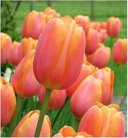 5 Dordogne Tulip Bulbs – Vibrant Purple & Yellow Blooms – Perfect for Cut Flowers & Spring Gardens – Hardy & Easy to Grow Perennial Tulips