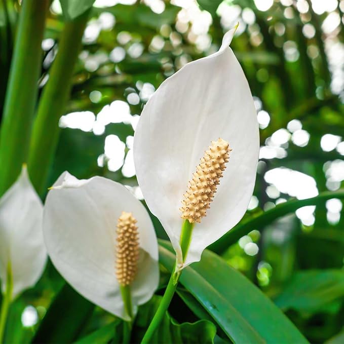 American Plant Exchange Peace Lily, Live Spathiphyllum Plants, 4-Inch Pots, 4 Pack in Deco Covers, Flowering Houseplants, Easy Care, Low Light, Perfect for Housewarming, Sympathy, or Party Gifts