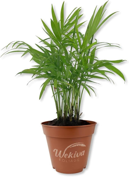 Neanthe Bella Parlor Palm - 3 Live Starter Plants - Chamaedorea Elegans - Beautiful Elegant Lush Tropical Easy Care Indoor Houseplant