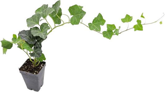 Greenwood Nursery: Live Ground-Cover Plants - English Ivy + Hedera Helix - [Qty: 1x Pint Pot] - (Click for Other Available Plants/Quantities)