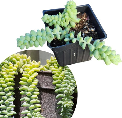Smoke Camp Crafts Burro's Tail Succulent Plant, Sedum Morganianum, 2.5-inch Pot, Organic House Plant