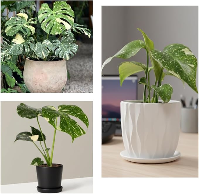 Thai Constellation Monstera Plant, Live Variegated Monstera Houseplant, 4-6 Inches Tall for Indoor or Outdoor Planting