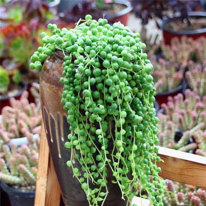 String of Pearls Plant Live, Succulent Trailing Vine, Indoor Houseplant Live in Pot