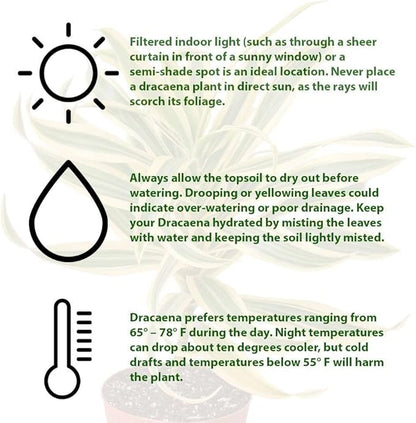 Dracaena Song of India Live Plant for Indoor | Different Houseplants in 4'' & 6'' Pot | Real House Plant for Living Room, Office, Desk & Bathroom | Dracaena reflexa | Dragon Tree