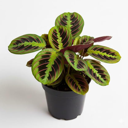 Red Prayer Plant in 4 Inches Pot, Red Maranta Starter Plant, Easy Care, Houseplant for Office, Living Room Decoration