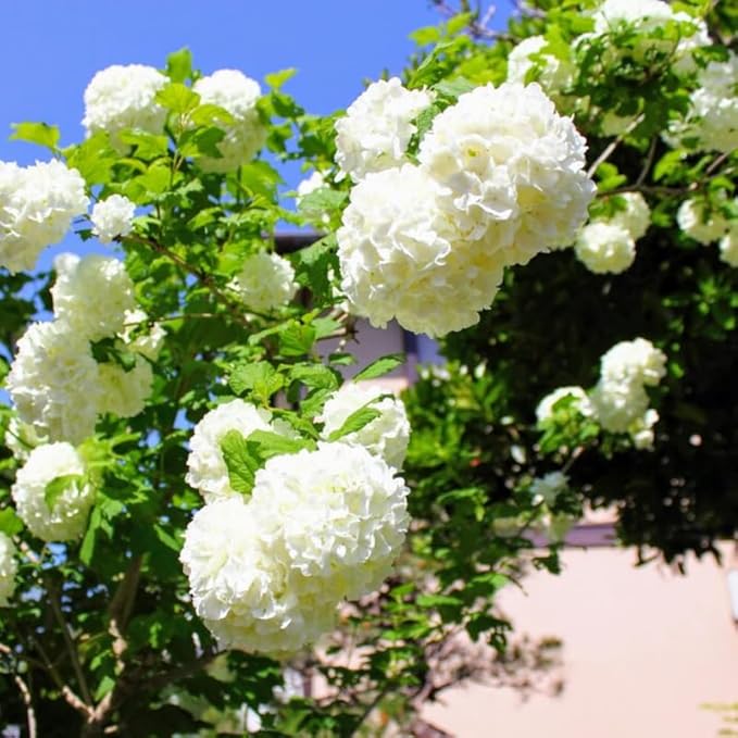 Old Fashion Snowball Viburnum Tree Live Plant Shrub in Pot, Fragrant Flower, Dormant in Winter, 6-12" in Tall, Bare Root to CA, Bush Shrub Spring Blooms