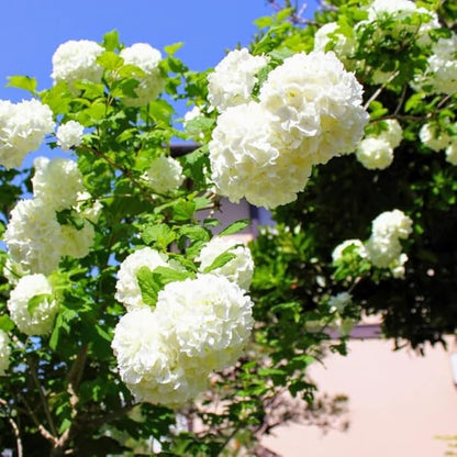 Old Fashion Snowball Viburnum Tree Live Plant Shrub in Pot, Fragrant Flower, Dormant in Winter, 6-12" in Tall, Bare Root to CA, Bush Shrub Spring Blooms