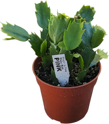 Live Holiday Cactus Plants, 4 Inch Potted Thanksgiving Christmas Cactus Collection, Pink Purple Orange Blooming Varieties, 3 Pack