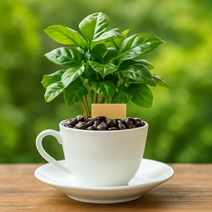 Live Arabica Coffee Plant in 6 Inch Pot| Suitable for Indoors or Patio | Tropical Houseplant for Beginners