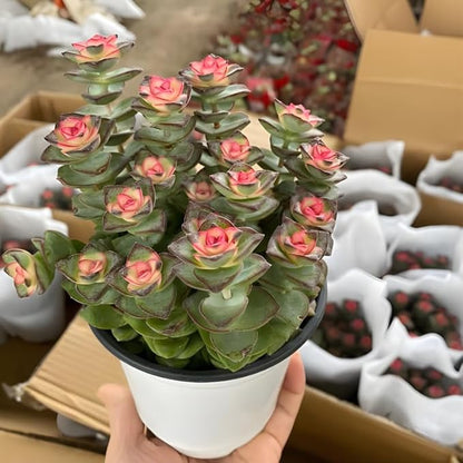 Crassula rupestris 'Baby’s Necklace' Live Plant | Compact Trailing Succulent in 2" Inch Pot | Rare Houseplant for Shelf & Desk Décor