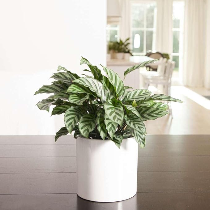 Calathea Coincinna Freddie Live Plant for Indoor | Different Houseplants in 4'' & 6'' Pot | Real House Plant for Living Room, Office, Desk & Bathroom | Peacock Plant | Zebra Plant