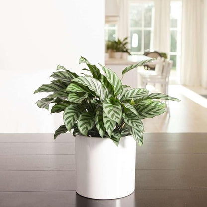 Calathea Coincinna Freddie Live Plant for Indoor | Different Houseplants in 4'' & 6'' Pot | Real House Plant for Living Room, Office, Desk & Bathroom | Peacock Plant | Zebra Plant