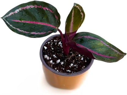 PLANTVERS Live Calathea Plant in 2" Grow Pot – Easy Care & Low Maintenance Tropical Houseplant – Air Purifying Indoor Plant for Low Light & Home Décor (Calathea Roseopicta ‘Illustris’)