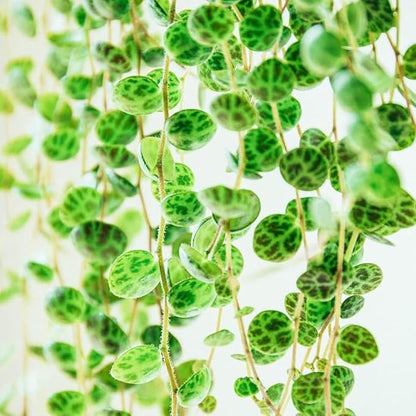 String of Turtles Live Plants, Easy Indoor Trailing Succulent in 3" Pot, Hanging Succulent Houseplant Indoor Outdoor Planting