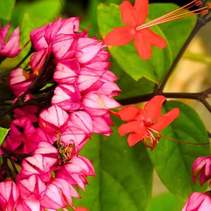 Bleeding Heart Plant Live, 4 to 8 Inch Tall, Clerodendrum Bleeding Heart Houseplant Well Rooted, Fragrant Bleeding Heart Vine (Red Purple Bleeding Heart)