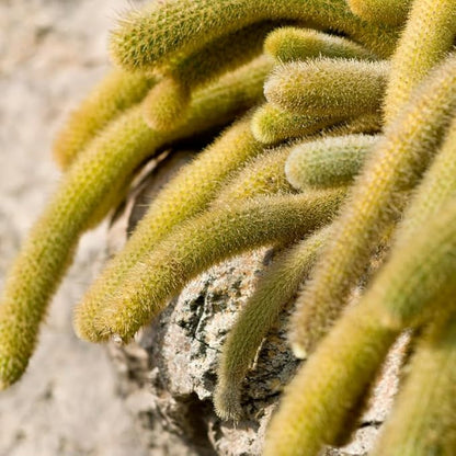 Monkey Tail Cactus Live Plant, 2 Inch Pot, Monkey Tail Cactus Succulent Plants Live Potted