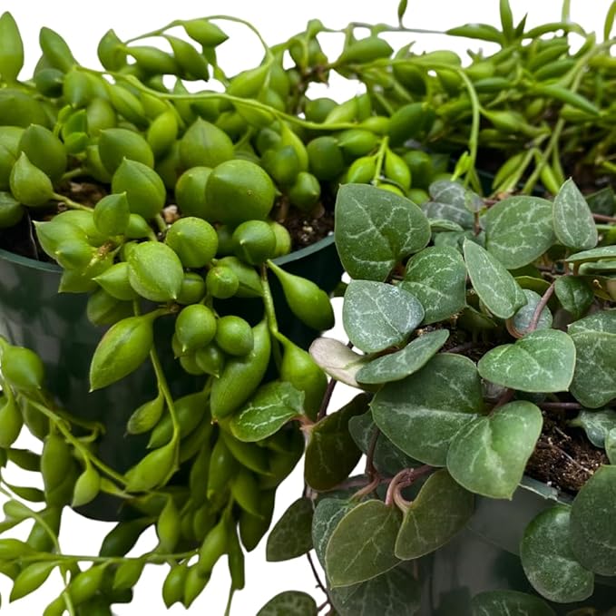BubbleBlooms String Assortment 4 inch Pots Set of 3 Trailing Succulent Plants