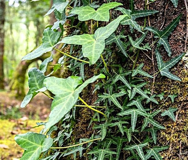 Greenwood Nursery: Live Ground-Cover Plants - Needlepoint Ivy + Hedera Helix - [Qty: 3X Pint Pots] - (Click for Other Available Plants/Quantities)