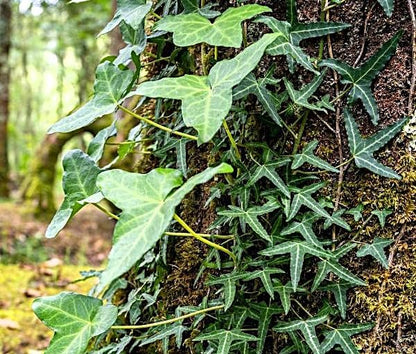Greenwood Nursery: Live Ground-Cover Plants - Needlepoint Ivy + Hedera Helix - [Qty: 10x Pint Pots] - (Click for Other Available Plants/Quantities)