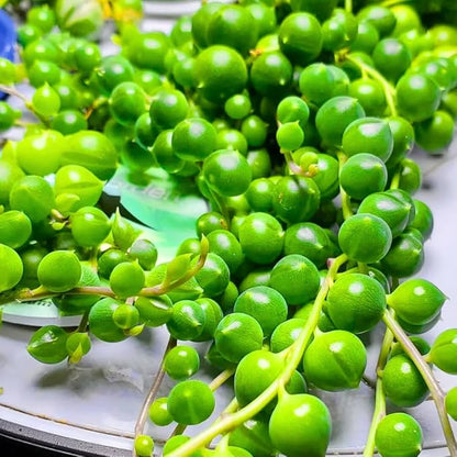 Trailing String of Pearls Plant Live in 2'' Pot, String of Pearls Plants, Live Trailing Succulent Plants, Indoor Houseplant, Hanging Succulent Live Plant
