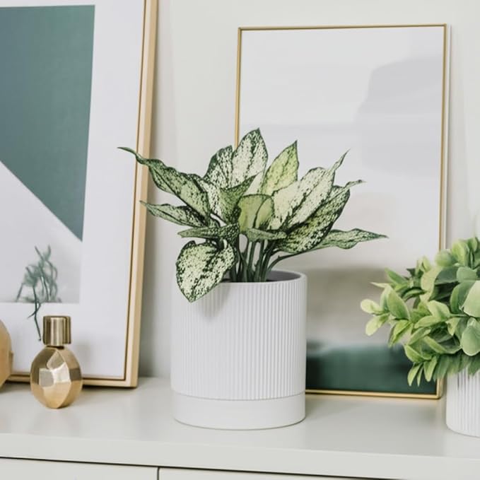 6 Inch Ceramic Plant Pot with Drainage & Saucer - Indoor Planter for Succulents, Cacti & Aloe Vera - Striped Design, High-Temp Fired Clay, Lightweight Modern Decor White