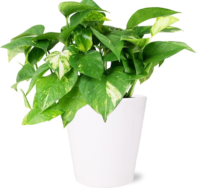 Green Circle Growers 5" Pothos in White Planter, Live Indoor Plants, House Plant