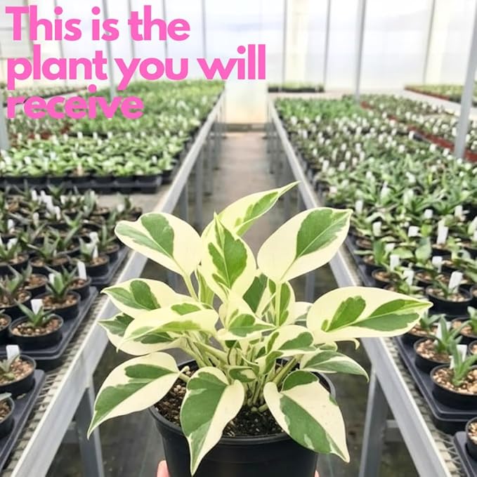 Pothos N’Joy Live Plant in 4 Inch Pot |Variegated Epipremnum Aureum Houseplant with White-Green Leaves | Easy-Care Indoor Pothos Live Plants for Home Office Décor