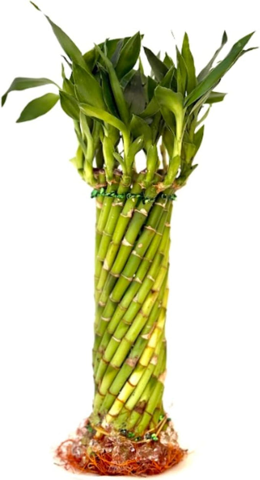 Live Two Tier Lucky Bamboo Plant - Bundle of 15 Stalks - Easy to Grow, Air Purifying, Live Indoor Houseplants Flowers for Home Office Wedding Decor & Giftable (Hurricane Bamboo with Heat Pack)