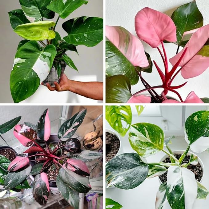 2 Rare Philodendron Live Plants Varieties Collection, Philodendrons Plants Size 5-9 Inc for Indoor Houseplant Décor, Ornamental Tropical Well-Rooted (Random Philodendron Plants)