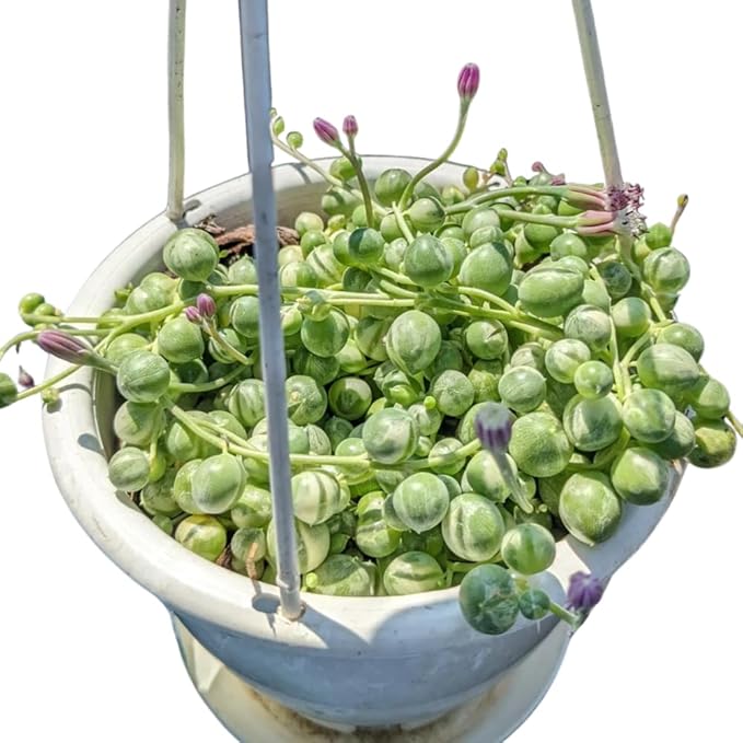 String of Pearls Plant Live Succulent 4 Inch Pot, Variegated String of Pearls Hanging Plant for Home Office Decor, Rare Succulent Trailing Vine, 4-7 Inch Tall