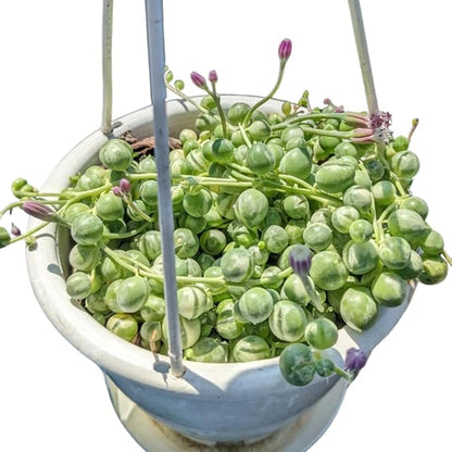 String of Pearls Plant Live Succulent 4 Inch Pot, Variegated String of Pearls Hanging Plant for Home Office Decor, Rare Succulent Trailing Vine, 4-7 Inch Tall