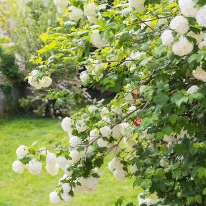 Old Fashion Snowball Viburnum Tree Live Plant Shrub in Pot, Fragrant Flower, Dormant in Winter, 6-12" in Tall, Bare Root to CA, Bush Shrub Spring Blooms