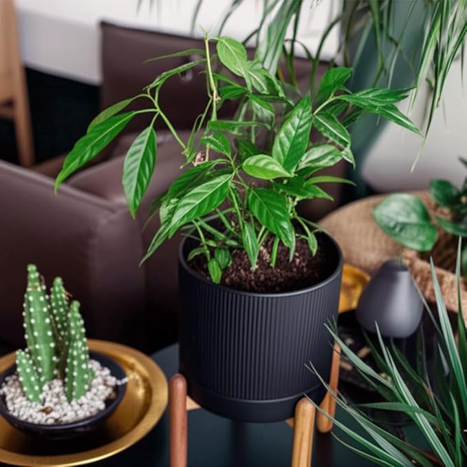 8 Inch Ceramic Planter with Natural Wood Stand w/Drainage & Saucer - Modern Indoor Planter for Cacti, Snake Plants & Aloe Vera Black