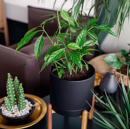 8 Inch Ceramic Planter with Natural Wood Stand w/Drainage & Saucer - Modern Indoor Planter for Cacti, Snake Plants & Aloe Vera Black
