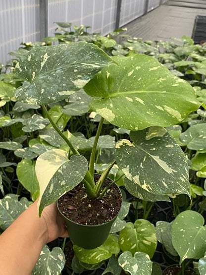 CoollectivePlants Monstera Thai Constellation – Rare Monstera Live Plant in 4″ Grower’s Pot, Low Maintenance Indoor Houseplant, Includes UniHeat Pack for Winter Protection