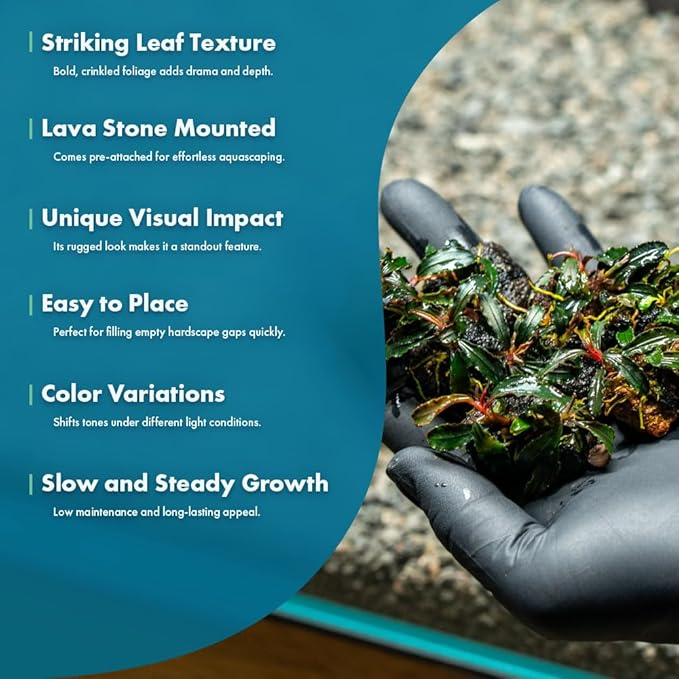 SubstrateSource Live Planted Decor - Bucephalandra Godzilla (Bucephalandra sp.) on Lava Stone (Framed) - Dark Green Leaves with Ruffled Edges Aquatic Plant, Low to Medium Light for Aquascaping, 1 Pack