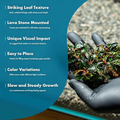 SubstrateSource Live Planted Decor - Bucephalandra Godzilla (Bucephalandra sp.) on Lava Stone (Framed) - Dark Green Leaves with Ruffled Edges Aquatic Plant, Low to Medium Light for Aquascaping, 1 Pack