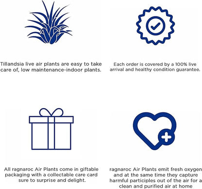 ragnaroc Air Plants - Tillandsia Cacticola, Jumbo 6-9" - 5ct - Live Arrival Guaranteed - House Plants for Home Decor & Gift