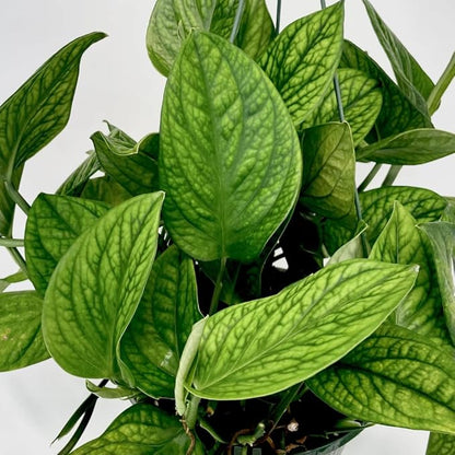 2 Rare Philodendron Live Plants Varieties Collection, Philodendrons Plants Size 5-9 Inc for Indoor Houseplant Décor, Ornamental Tropical Well-Rooted (Monstera Dark Green)