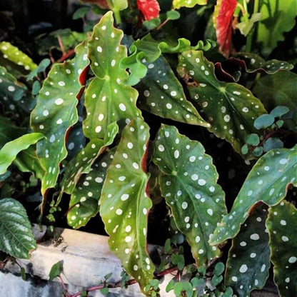 2 Begonia Live Plants Outdoor, Angel Wing Begonia Maculata Plants Live, 5-9" Tall, Ornamental Foliage Houseplant for Home or Office (Pink White Spot)