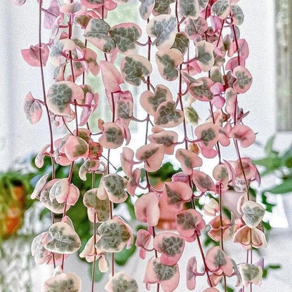 Ceropegia Woodii Variegated String of Hearts Plant Live, Rare Succulent Trailing Vine in Pot, Indoor Houseplant