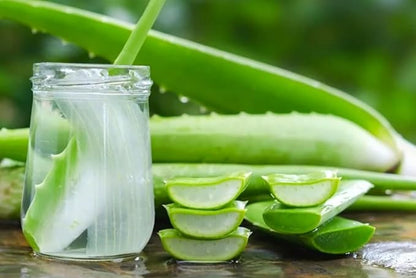 Live Aloe Vera Plant, Aloe Vera Plant Live, 4 Inc Potted, Live Aloe Vera Plant Indoor, Succullent Plant Live for Garden