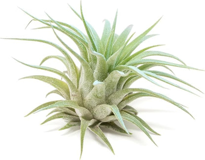 Light Blue Colorful Tillandsia Air Plants -Long Lasting Color Enhanced Live Tillandsia Succulent House Plants - Home and Garden Decor -Easy Care Indoor/Outdoor Plants (Ionantha Rubra, Single)